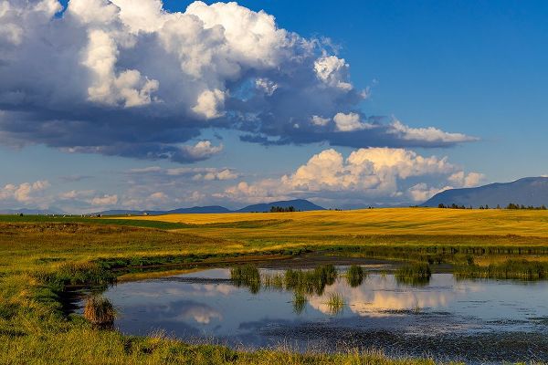 Haney, Chuck 아티스트의 Wetlands pond in the Flathead Valley-Montana-USA작품입니다.